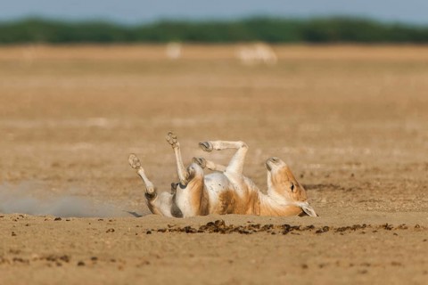 Onager or Asiatic wild ass (Equus hemionus)