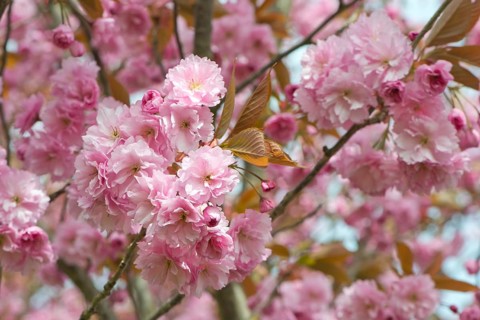Japanese Cherry (Prunus serrulata)