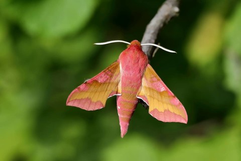Small elephant hawk-moth (Deilephila porcellus) sitting on a branch