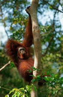 Bornean Orangutan (Pongo pygmaeus)