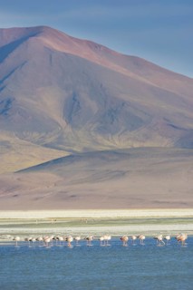 Salar del Huasco and James's Flamingos (Phoenicoparrus jamesi)