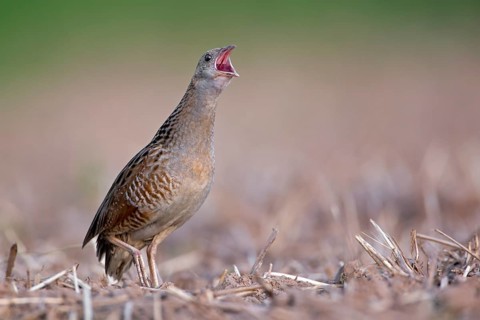 Corncrake (Crex crex)
