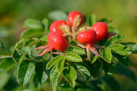 Rose hips of the Rugosa Rose (Rosa rugosa)