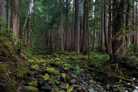 Forest stream in Sol Duc River Valley