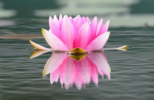 Water lily (Nymphaea)