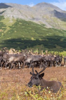 Kamchatka reindeer (Rangifer tarandus phylarchus)