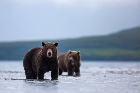 Brown bears (Ursus arctos)