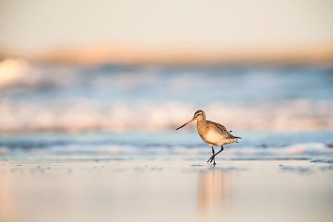 Bar-tailed Godwit (Limosa lapponica) walking along the shoreline