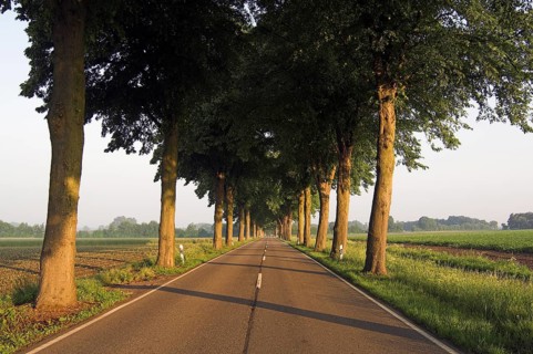 Avenue of lime trees (Tilia cordata)