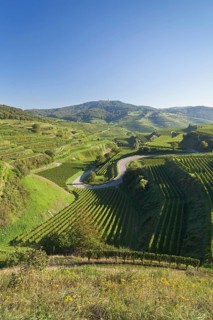 Vineyards