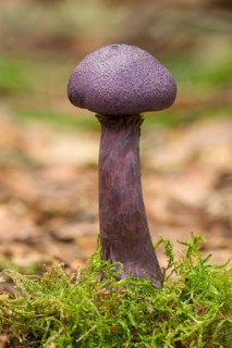 Violet Webcap (Cortinarius violaceus)