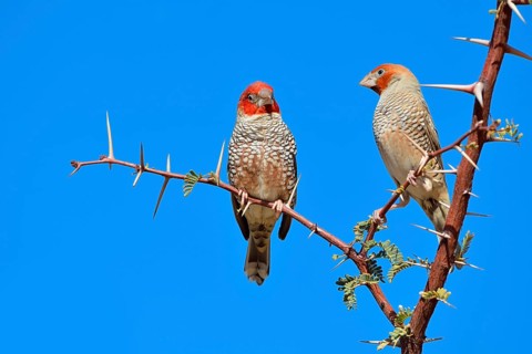 Red-headed Finches (Amadina erythrocephala)