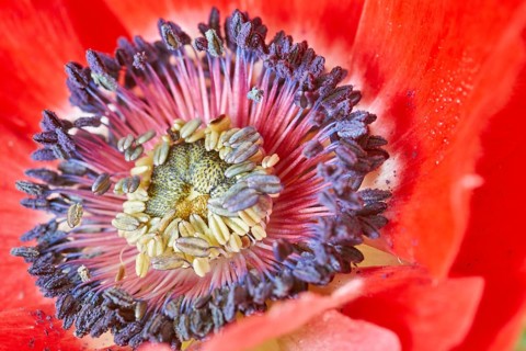 Poppy Anemone or Spanish Marigold (Anemone coronaria)