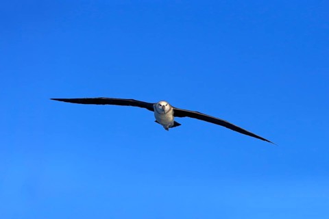 Shy albatross (Thalassarche cauta)