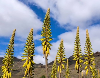 Aloe vera (Aloe vera)