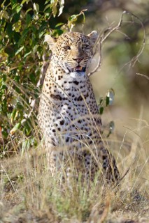 Leopard (Panthera pardus) sitting in the grass