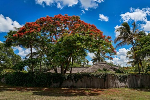Royal Poinciana (Delonix regia) in front of hut