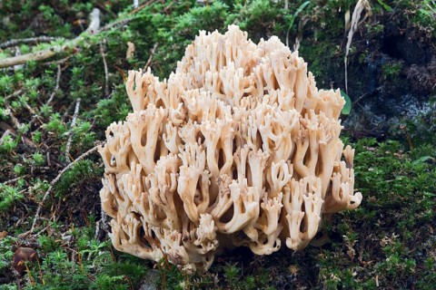 Ramaria mairei or Ramaria pallida