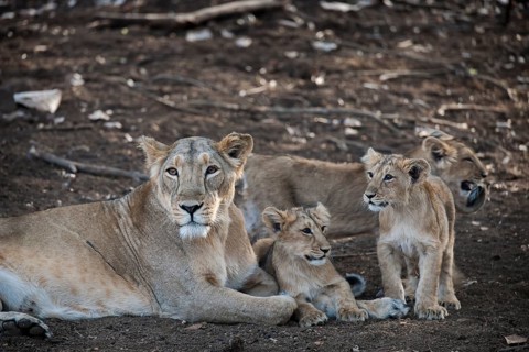 Asiatic lion (Panthera leo persica)