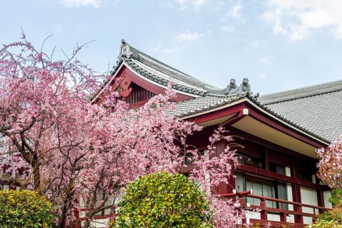 Temple roof with blossoming cherry trees