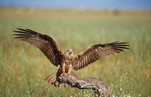 Black kite (Milvus migrans) landing approach