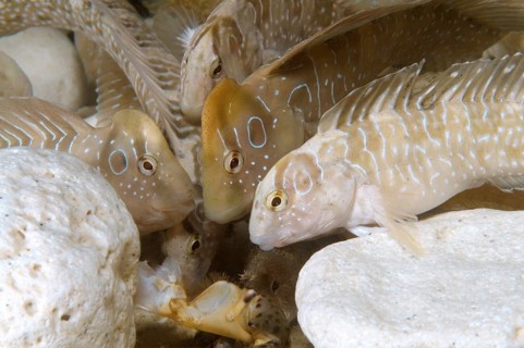Peacock Blennies (Salaria pavo) fighting over food