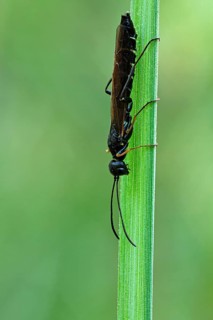 Reed Stem Borer (Calameuta filiformis)