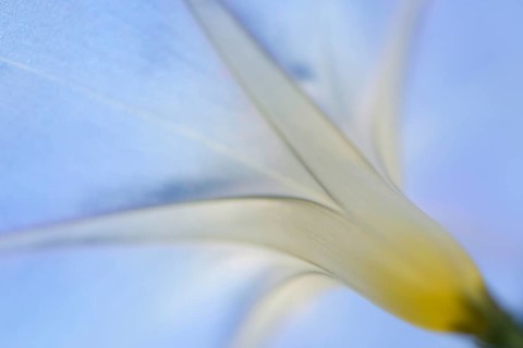 Purple Morning Glory or Common Morning Glory (Ipomoea purpurea)