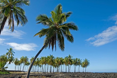 Palm grove