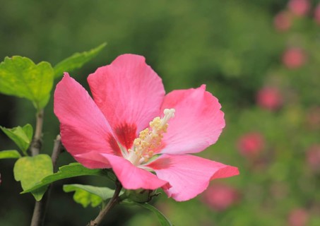 Rose mallow (Hibiscus syriacus)