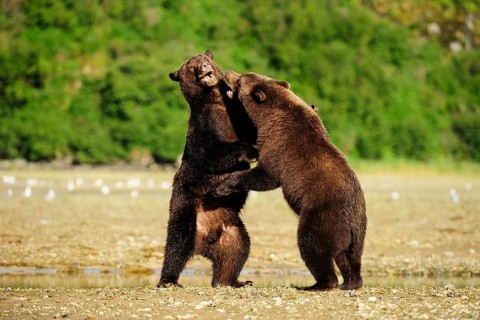 Two Brown Bears (Ursus arctos) play-fighting with each other
