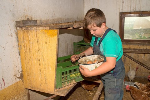 Farmer's son collecting chicken eggs