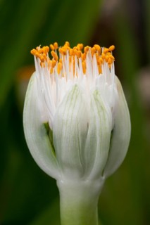 Paintbrush (Haemanthus albiflos)