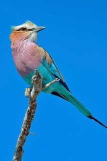 Lilac-breasted Roller (Coracias caudatus)