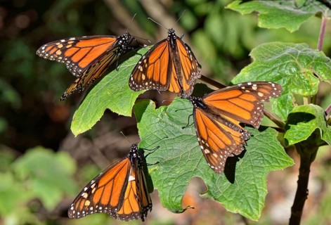 Monarch butterfly (Danaus plexippus)