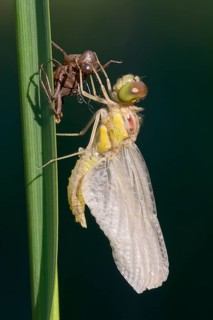Darter (Sympetrum sp.)