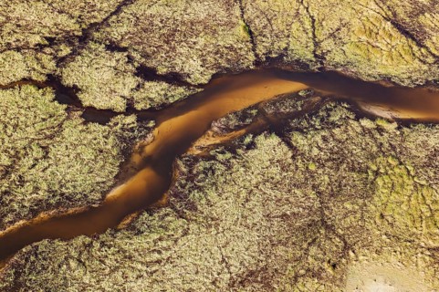 Freshwater marshes with sandy streams and channels