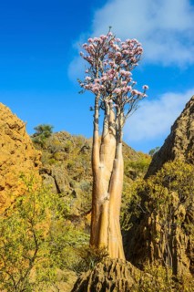 Bottle Tree (Adenium obesum) in bloom