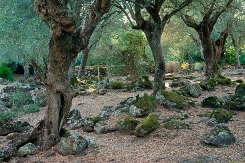 Olive grove near the Santa Cristina fountain sanctuary