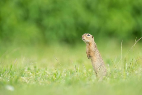 European ground squirrel (Spermophilus citellus)