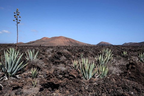 Agaves (Agave) in the lava field near Mancha Blanca