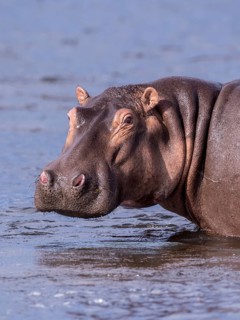 Hippopotamus (Hippopotamus amphibius)