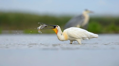 Eurasian Spoonbill or Common Spoonbill (Platalea leucorodia)