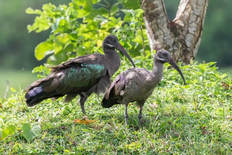 Hadada Ibises (Bostrychia hagedash)