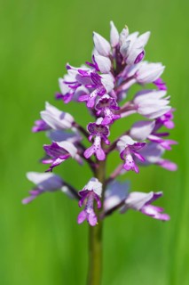 Military Orchid (Orchis militaris)