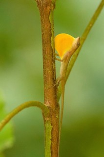 Anoles Lizard (Anolis) showing dewlap