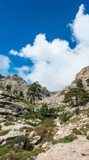 Trees on a rocky hillside in Golo Valley