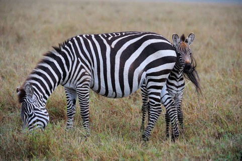Plains Zebras (Equus guagga)