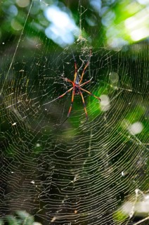 Red-legged golden orb-web spider (Nephila inaurata)