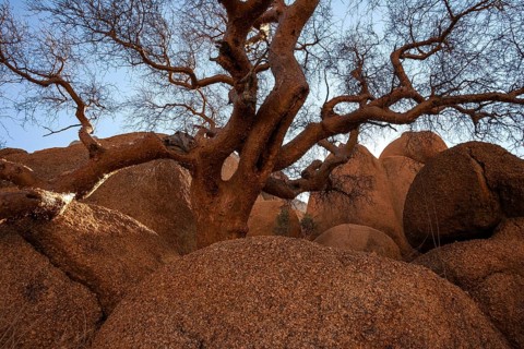 Blue-leaved corkwood (Commiphora glaucescens)